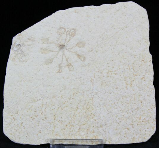 Floating Crinoid (Saccocoma) - Solnhofen Limestone #22464